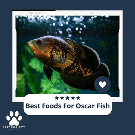best food for oscar fish|Iba pa.